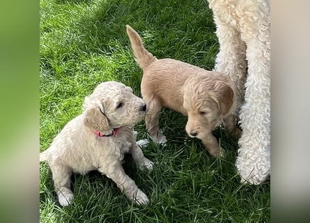 Goldendoodle F1b Welpen F1bb -apricot hell dunkel
