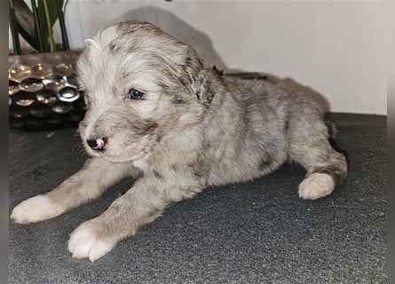 Aussiedoodle welpen