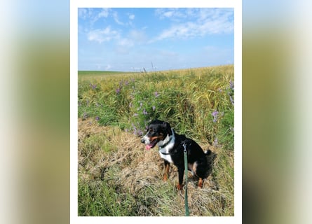 Appenzeller Sennenhund reisrassig