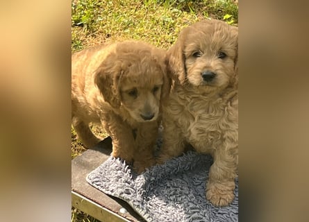 Goldendoodle mini Medium Doodle Abgabe an Pfingsten