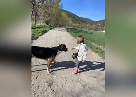 Sennenhund-Mischling