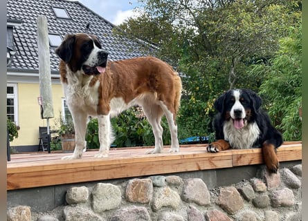 Welpen Bernhardiner Bernersennen