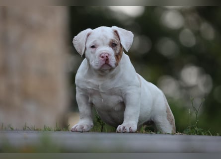 Unglaublich schöne American Bully Welpen!