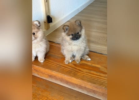 Berta – die Teddybär-Dame mit Goldherz