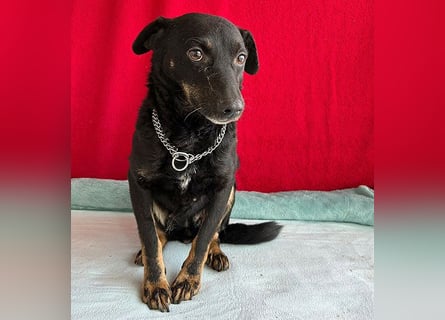 (R) ❤️ zarte Hundeseele VANDA - 8 Jahre, 40cm/9kg - Mischling