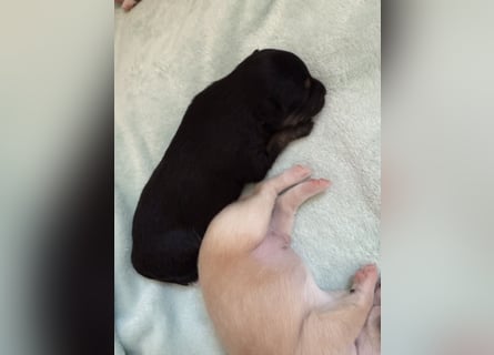 Mittelspitz-Chihuahua-Terrier Mix