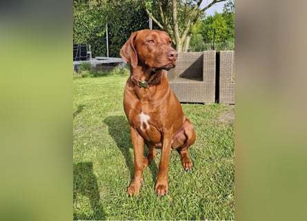 Rhodesian Ridgeback Welpen mit Papieren -Livernose-