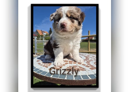 ❤️Wunderschöne ASCA Australian Shepherd Welpen ❤️