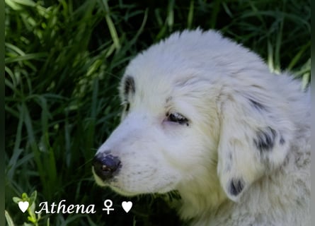Apollo und Athena suchen ein Zuhause