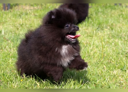 Zwergspitz Pomeranian Welpen in verschiedenen Farben mit Papieren