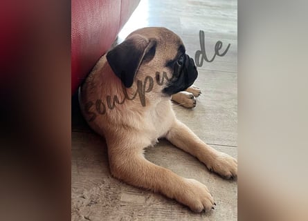 Mops 2.0 Welpen, Rüde, 13 Wochen, Ahnentafel CfdM / VDH / FCI