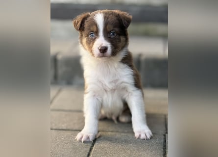 Border-Collie Rüde SKYE