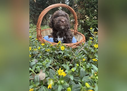 Lagotto Romagnolo / Wasserhund/ Trüffel Suchhund