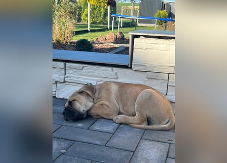 Cane corso mastiff mix 