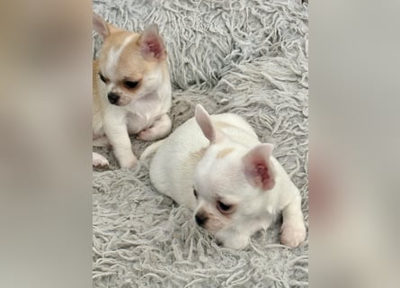 Chihuahua Rüden 9 Wochen alt mit Ahnentafel