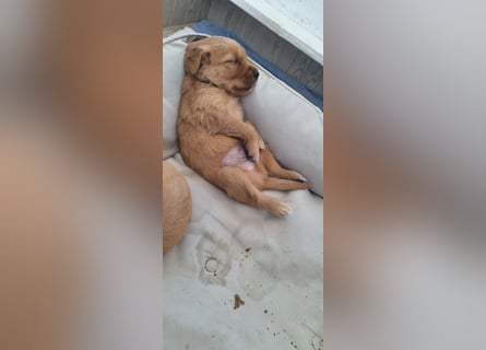 Golden Retriever Welpen
