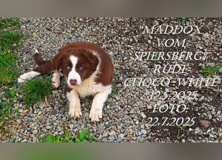 Border Collie-Welpen , black-,choco-,red-white und red-merle