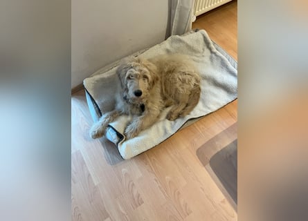 Goldendoodle Welpe