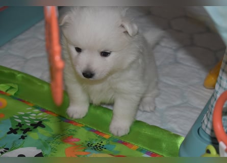 Japan Spitz Welpe