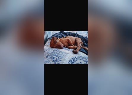 Magyar Vizsla Welpen in Erwartung