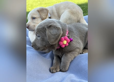 Labrador Welpen  Hündin Silber  Mädchen Silber