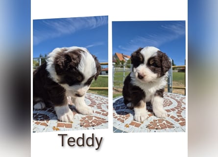 ❤️Wunderschöne ASCA Australian Shepherd Welpen ❤️