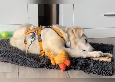 Cole: Lausbub zum Verlieben