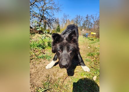 6 Monate alter Jung_ Shollie: Intelligent, Stubenrein, lernbegierig...