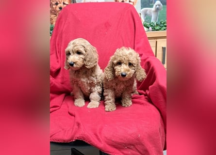 Goldendoodle F1b in Medium