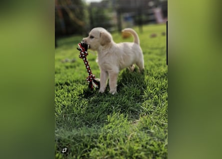 Labradoddle F1
