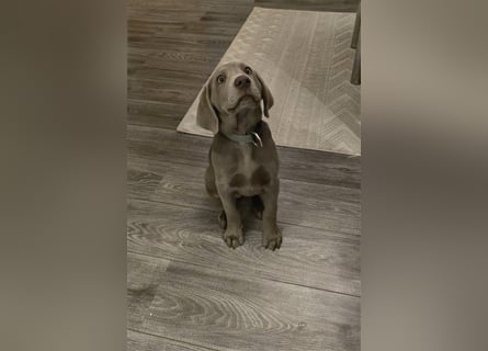 Labmaraner Welpen ( Labrador- Weimaraner)