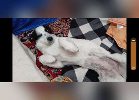 Josie sucht Herzensmensch fürs Leben