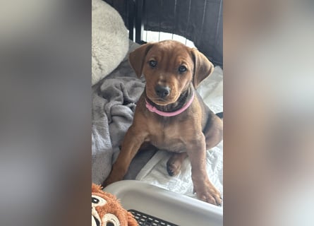 Deutscher Pinscher Welpen aus dem Haus ,,Cava Land" FCI Zucht