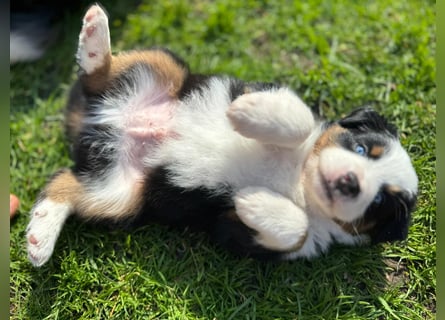 Mini Aussies-Mini Australian Shepherd Welpen