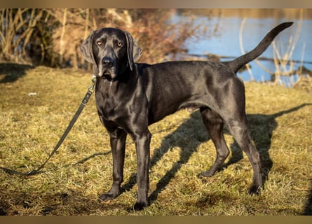 Joe Fritz - aktiver Familienhund - Tierhilfe Franken e.V.