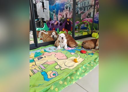 Englische Bulldogge Welpen mit FCI Papiere