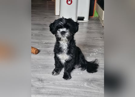 Shih Tzu Mix Welpen vom 18.03.25
