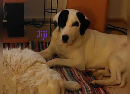 Jiji 07/2023 (in Deutschland) - ruhige und sanfte, wundervolle junge Hündin!