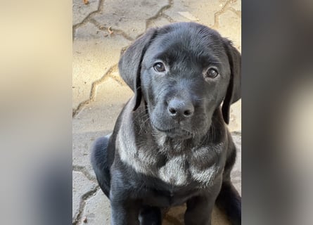 Nur 2 Labrador Weibchen mit Ahnenpass 2 Rüden & 6 Weibchen in Schwarz