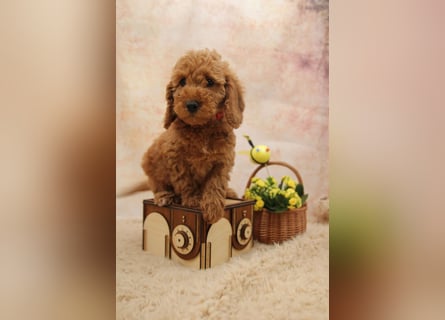 Pudel-Welpen aus familiärer Vereinszucht 38-46 cm, in red-fawn (mit Papiere), sind auszugsbereit!