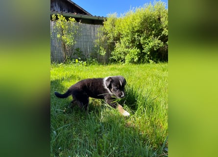 Wunderschöne Australien Shepherd Border Collie Welpen