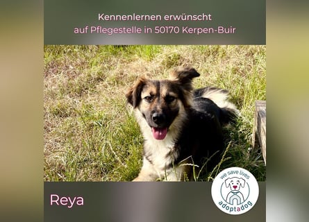 Reya: Wunderschön und voller Energie (auf Pflegestelle in 50170 Kerpen-Buir)