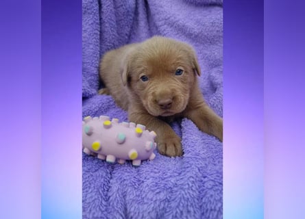 Labrador Aussiedor Welpen  in silber und silber merle aus liebevoller Zucht