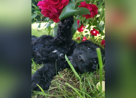 Schwarze Cockerdoodle Perlen