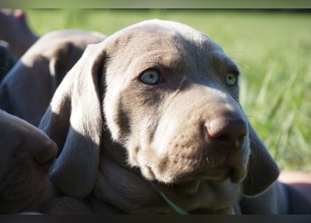zuckersüße Weimaranerwelpen