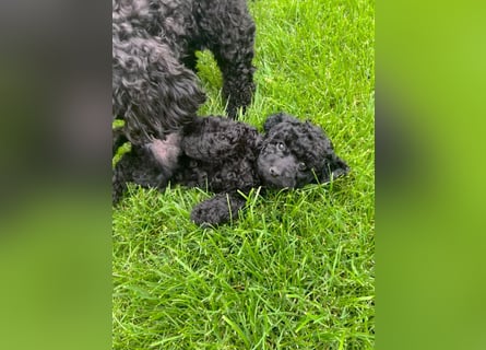 Wunderschöne Cockapoo/Cockerpoo Mädchen!!! Abgabebereit.