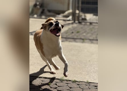 Die liebenswerte BOUNTY sucht ihr Zuhause!