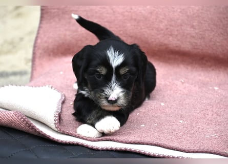 bezaubernde Tibet Terrier Welpen aus liebevoller Zucht dürfen Ende Juli ausziehen..