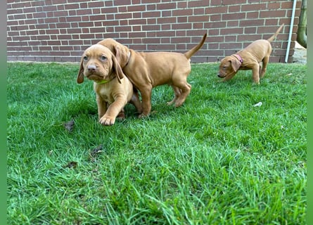 Mayar Vizsla Welpen