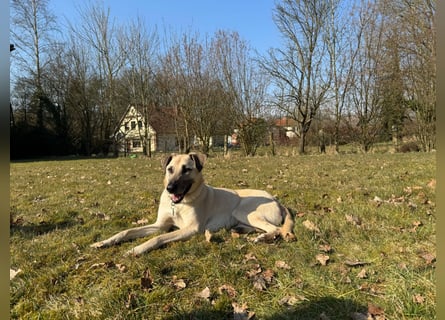 Hallo ich bin Schäferhund Mischling Rudi